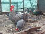 Trio Leghorn gestreept, Dieren en Toebehoren, Pluimvee, Meerdere dieren, Kip