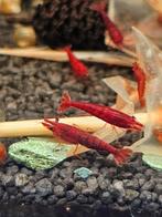 Neocaridina garnalen bloody mary, Dieren en Toebehoren, Vissen | Aquariumvissen, Kreeft, Krab of Garnaal, Zoetwatervis, Schoolvis
