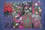 Art Unlimted Toon Roest bloemen (100 kaarten), Verzamelen, Ansichtkaarten | Themakaarten, Ophalen of Verzenden, Natuur