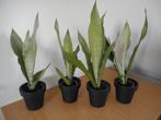 sanseveria moonshine lucht zuiverende plant, Huis en Inrichting, Overige soorten, In pot, Minder dan 100 cm, Groene kamerplant
