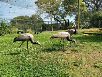Jufferkraanvogels beschikbaar voor biedingen