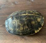 NEP schildpad schild, Dieren en Toebehoren, Reptielen en Amfibieën, Schildpad