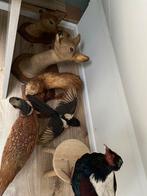 7 opgezette dieren-taxidermie, Ophalen, Zo goed als nieuw, Overige soorten, Opgezet dier
