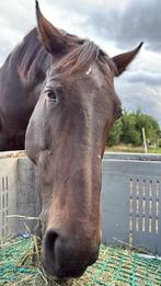 Stalling gezocht +/- 35 km vanaf Nieuwegein, Dieren en Toebehoren, Stalling en Weidegang, Weidegang, 1 paard of pony