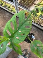 Monstera Monkey Mask - Jonge Plant in 9cm Pot, Overige soorten, In pot, Minder dan 100 cm, Groene kamerplant