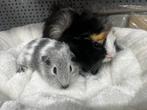 Lief koppel cavia’s met zorg gematcht, Cavia, Augustus, Mannelijk, Tam