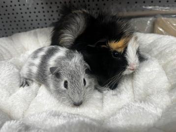 Lief koppel cavia’s met zorg gematcht beschikbaar voor biedingen