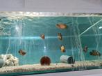 Pauwoog Cichliden, Astronotus Ocellatus, Oscar & Red variant, Vis, Zoetwatervis