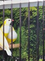 Diversen gouldamadines, Meerdere dieren