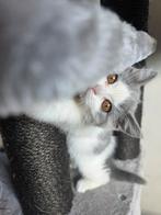 Lief super aanhankelijk Brits korthaar poesje, Dieren en Toebehoren