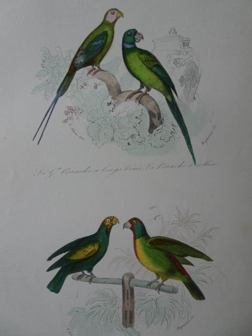 Litho in kleur, vier vogels, groene parkieten Mignoret 1841, Antiek en Kunst, Kunst | Litho's en Zeefdrukken, Verzenden