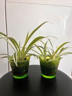 Mooie Graslelies (Chlorophytum comosum) Zonder pot - 2 stuks, Ophalen of Verzenden, Overige soorten, Minder dan 100 cm