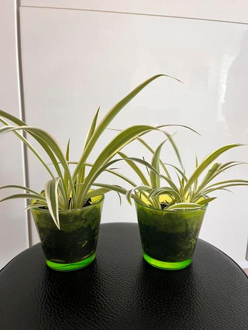 Mooie Graslelies (Chlorophytum comosum) Zonder pot - 2 stuks, Huis en Inrichting, Kamerplanten, Overige soorten, Minder dan 100 cm