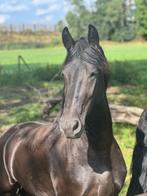 Prachtige friese merrie 4 jaar onbeleerd 163 bartele, Dieren en Toebehoren, Merrie, Dressuurpaard, 3 tot 6 jaar, 160 tot 165 cm