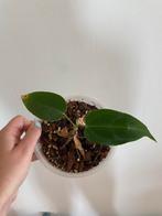 Anthurium Pallidiflorum X Crystallinum, Huis en Inrichting, Kamerplanten, Ophalen, Overige soorten, Minder dan 100 cm