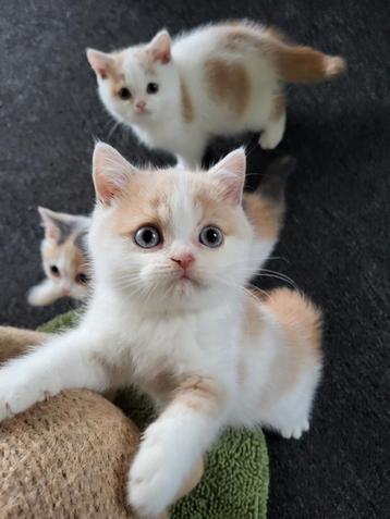 Britse korthaar kittens van Erkende Cattery  beschikbaar voor biedingen