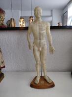Anatomisch model, Ophalen of Verzenden