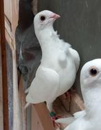 Witte sierduif doffer, Dieren en Toebehoren, Mannelijk