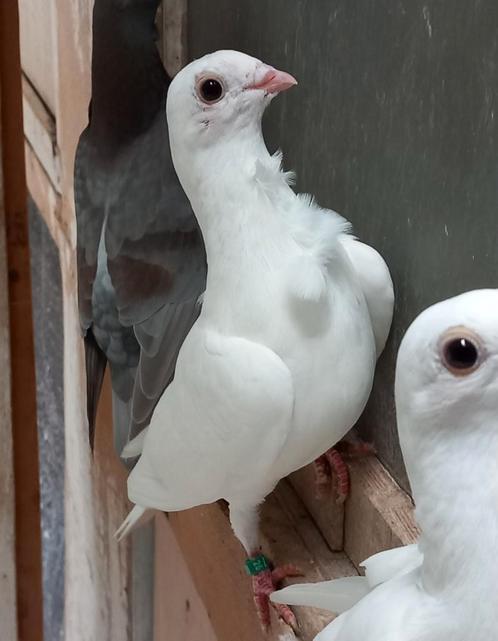 Witte sierduif doffer, Dieren en Toebehoren, Vogels | Duiven, Mannelijk