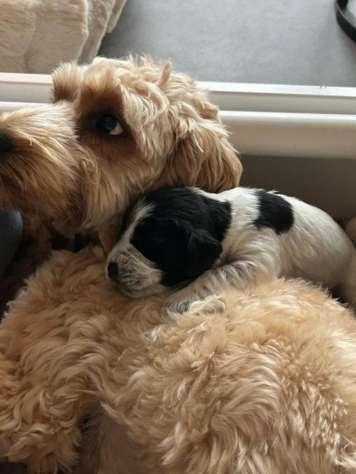 Lieve, onverwachte puppy’s op zoek naar een fijn thuis, Dieren en Toebehoren, Honden | Niet-rashonden, Klein, Meerdere dieren