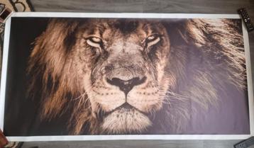 Leeuwen poster 80x160 Nieuw beschikbaar voor biedingen