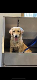 Deelhond zoekt lieve familie, Dieren en Toebehoren, Honden | Retrievers, Spaniëls en Waterhonden, Golden retriever, Teef, Parvo