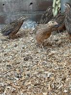 Harlekijn Kwartels te koop, Dieren en Toebehoren, Vogels | Overige Vogels, Meerdere dieren