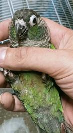 Prachtige piep jonge pyrrhura lepida redelijk tam al, Dieren en Toebehoren, Vogels | Parkieten en Papegaaien, Geslacht onbekend