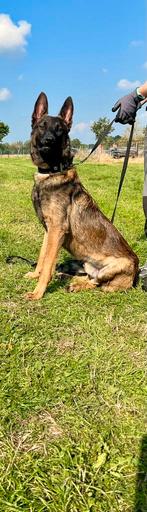 Hele lieve, zachtaardige Mechelse herder reu te koop, Dieren en Toebehoren, Honden | Herdershonden en Veedrijvers, Reu, CDV (hondenziekte)