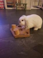 Oppas klein konijn/ cavia en knaagdieren