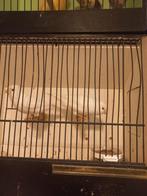 Witte en gele resiesef te koop, Dieren en Toebehoren, Meerdere dieren, Kleurkanarie