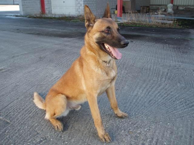 Mechelse herder reu afgerichte bewakingshond & verdedigshond, Dieren en Toebehoren, Honden | Herdershonden en Veedrijvers, Meerdere dieren