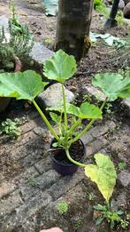 Courgette planten met mini courgettes er al aan, Tuin en Terras, Planten | Tuinplanten, Ophalen, Volle zon, Groenteplanten, Eenjarig