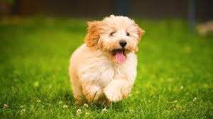 Liefdevol gezin zoekt Maltipoo pup (Maart), Dieren en Toebehoren, Honden-accessoires, Zo goed als nieuw, Ophalen