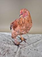 Superlieve Brahma haan, Dieren en Toebehoren, Pluimvee, Mannelijk, Kip