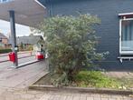 Diverse bomen te koop, Tuin en Terras, Planten | Bomen, Bloeit niet, Overige soorten, 100 tot 250 cm, Ophalen