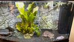 Te koop juwel aquarium, Dieren en Toebehoren, Ophalen, Gebruikt, Gevuld zoetwateraquarium