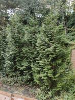 8 coniferen (2-3 meter hoog), Tuin en Terras, Ophalen, Conifeer, 250 cm of meer