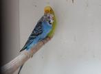 Parkiet blauw pop, Vrouwelijk, Parkiet