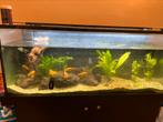 Aquarium met vissen en filtersysteem, Dieren en Toebehoren, Vissen | Aquaria en Toebehoren, Ophalen