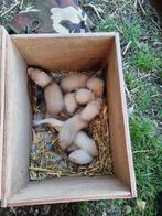 Fretten pups te koop nu 8 weken, Dieren en Toebehoren, Mei, Meerdere dieren