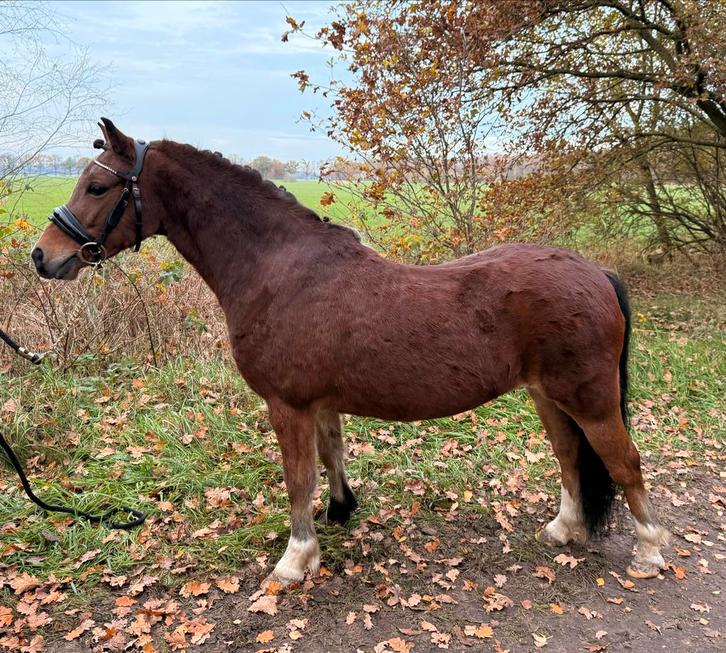 8 Jarige A welsh ruin, Dieren en Toebehoren, Pony's, Ruin, B pony (1.17m tot 1.27m), 7 tot 10 jaar
