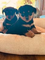 🩷🩵💙Prachtige nestje PomTeck pups💙🩵🩷, Dieren en Toebehoren, Honden | Teckels en Dashonden, CDV (hondenziekte), 8 tot 15 weken