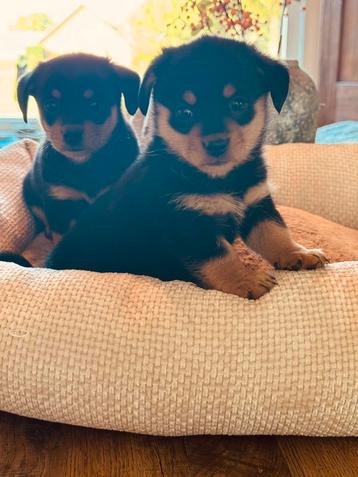 🩷🩵💙Prachtige nestje PomTeck pups💙🩵🩷 beschikbaar voor biedingen
