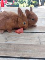 Thrianta konijnen, Dieren en Toebehoren, Konijnen, Meerdere dieren