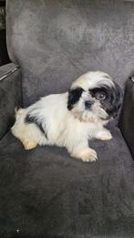 Shih tzu, Dieren en Toebehoren, Honden | Chihuahua's en Gezelschapshonden, 15 weken tot 1 jaar, CDV (hondenziekte), Meerdere, Nederland