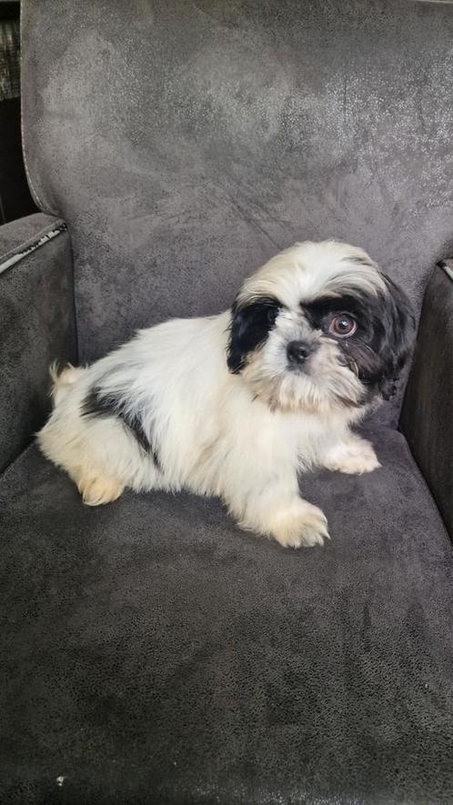 Shih tzu, Dieren en Toebehoren, Honden | Chihuahua's en Gezelschapshonden, Reu, Overige rassen, Particulier, Meerdere, Nederland