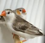 Koppels witborst zebravinken., Meerdere dieren