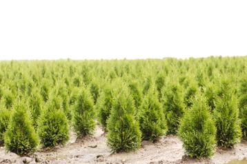 Westerse levensboom Smaragd / Thuja occidentalis ‘Smaragd’ beschikbaar voor biedingen