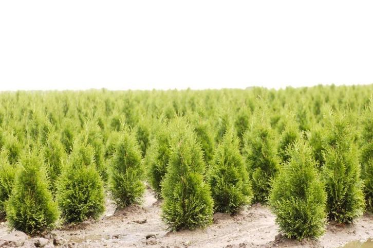 Westerse levensboom Smaragd / Thuja occidentalis ‘Smaragd’, Tuin en Terras, Planten | Struiken en Hagen, Haag, Conifeer, 100 tot 250 cm